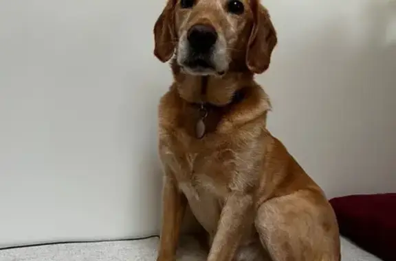Animaux perdus Bas-en-Basset, photo: Chien beige disparu à Bas-en-Basset