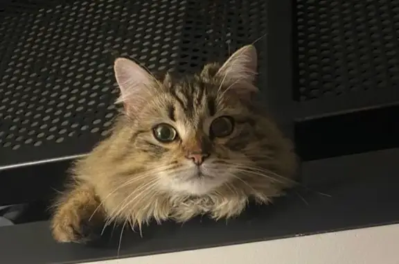 Chatte tigrée beige perdue à Vicq - photo