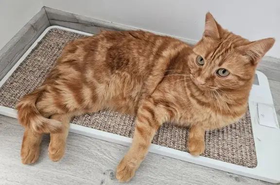 Chat perdu, Groisy, photo: Chatte rousse perdue à Groisy