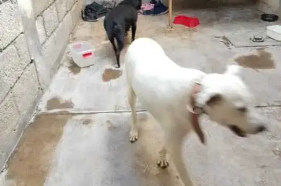 Perro Blanco Perdido en Barrio La Laguna - photo
