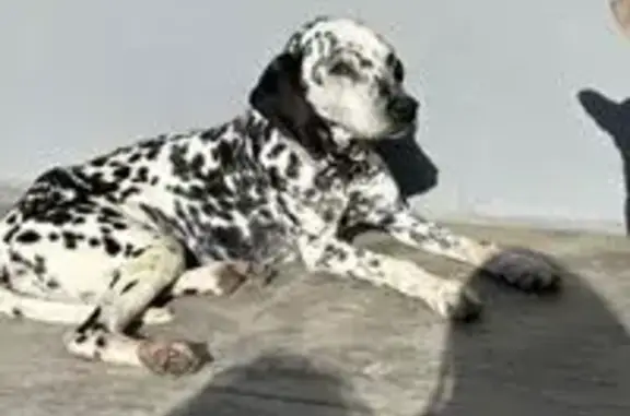 ¡Ayuda a Spot! Dálmata perdido en Maspujols