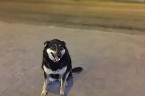 Зникла собака Зося: допоможіть...