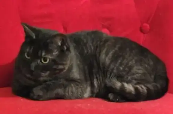 Animaux perdus Conquereuil, photo: Chat smoke craintif perdu à Conquereuil