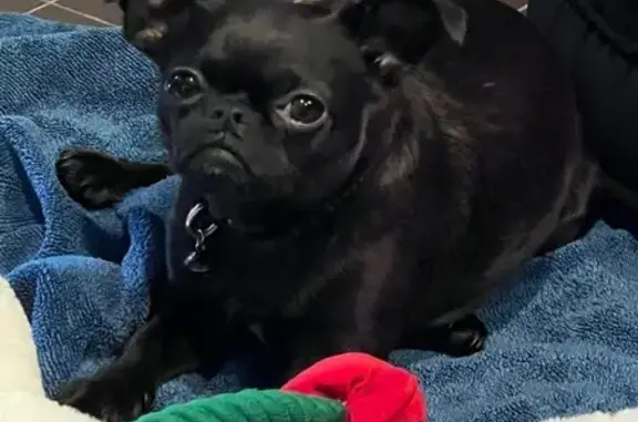 Lost Black Brussels Griffon in Melbourne