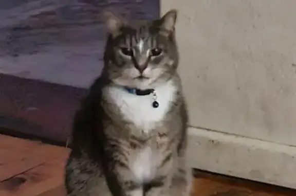 Missing cat , photo: Lost Timid Grey Cat - Seaview St, Inner West