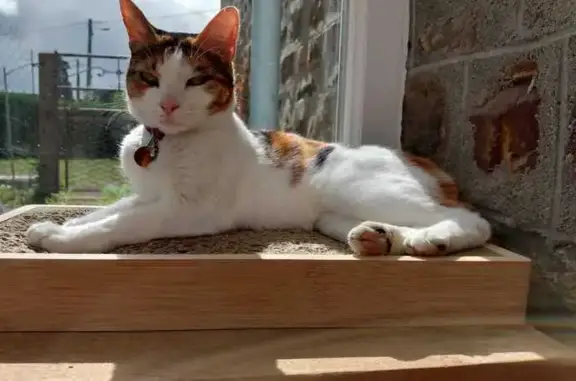 Chatte tricolore 5 ans perdue à Landelles - photo