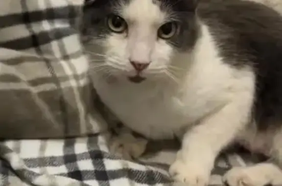 Chat gris-blanc perdu Nîmes Est, aide ! - photo