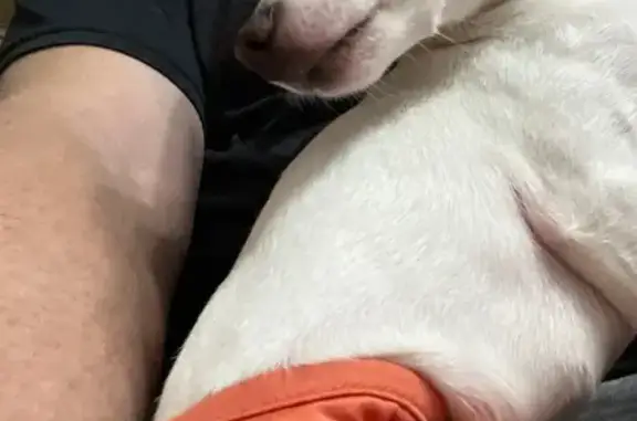 Lost and found pets , photo: Lost Puppy: White with Tan Spot, Dalemore