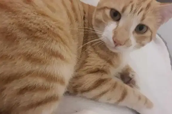 Chat perdu à Grabels : Akira, 5 ans, craintif - photo