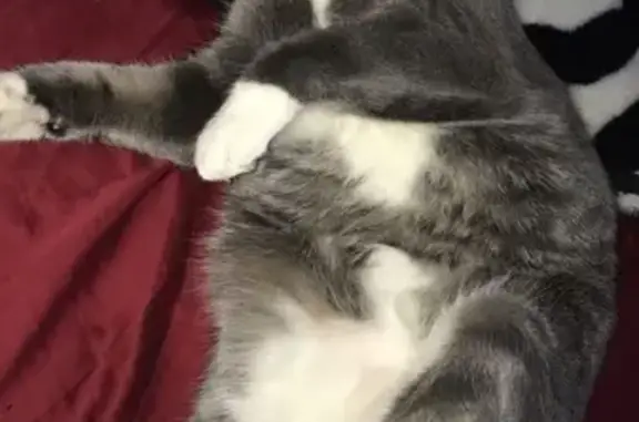 Lost Cat: Gray/White, Black Bell Collar