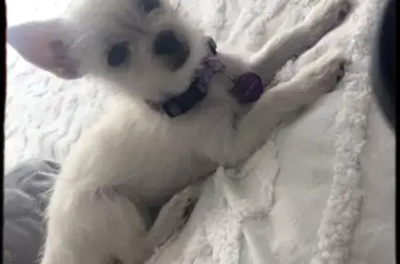 Lost and found pets Aurora, photo: Lost Dog Alert: Vaughn St, Aurora