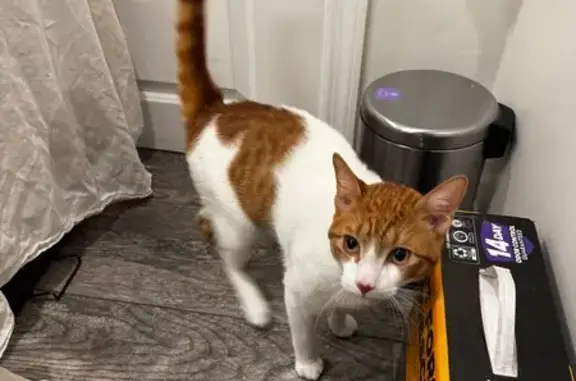 Found cat New York, photo: Friendly Young Cat Found on 98th St, NY