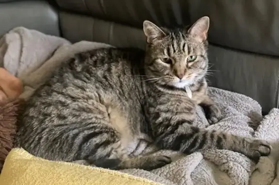 Lost Tabby Cat: Gray & Tan, Egg Harbor
