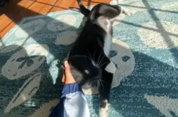 Tuxedo Cat Missing: Big Eyes & Socks