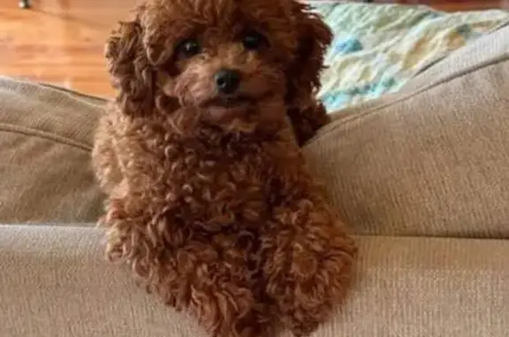 Lost and found pets Balch Springs, photo: Lost Toy Poodle: Reddish Brown, Balch Springs
