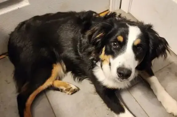 Lost Aussie: Frigga - Sightings Only!