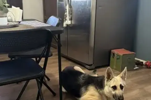 Found dog Levelland, photo: Found Dog on McKinley St, Levelland