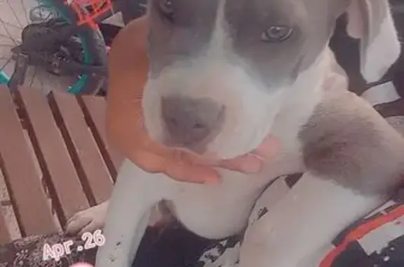 Missing Dog Queen in Peñitas: Help Needed!