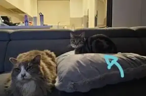 Lost Tabby: Friendly, Blue Col...