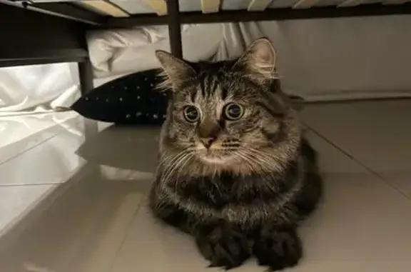 Lost and found pets South Africa, photo: Help Find Mayzee: Missing Tabby in Sandton