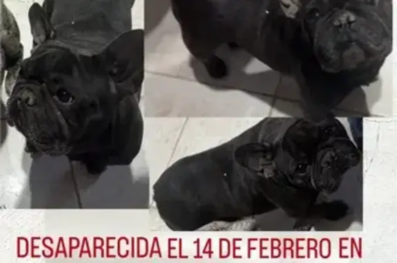 Animales perdidos , foto: Bulldog Francés Negra Perdida en Guadalajara