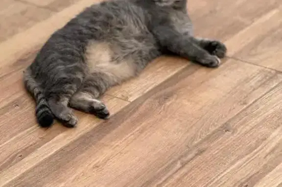 Chat perdu, Beautiran, photo: Indra, chatte grise dodue, perdue Beautiran