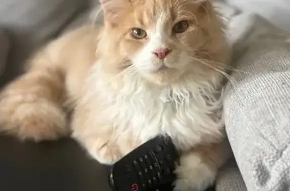 Fluffy Maine Coon Missing in T...