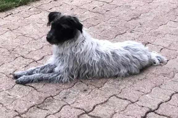 Animaux perdus , photo: Chien croisé griffon disparu à Beauchêne