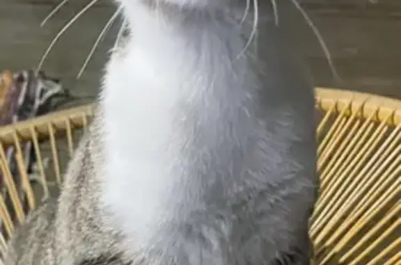 Chaton gris Ernest perdu à Bordeaux - photo