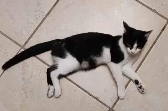 Jeune chatte noire et blanche perdue à Rombas - photo