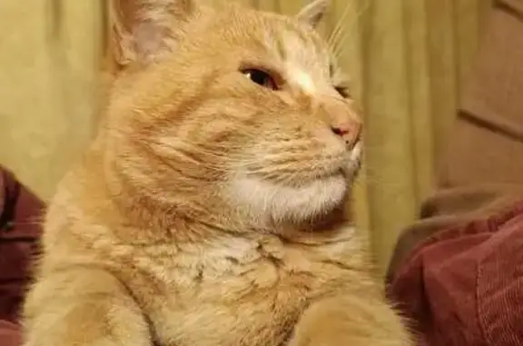 Gato Naranja Encontrado en Tri...