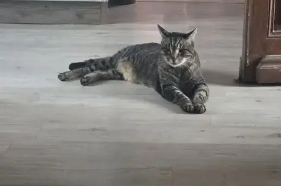 Animaux perdus Maizières-la-Grande-Paroisse, photo: Chat de 11 ans perdu à Maizières, santé fragile
