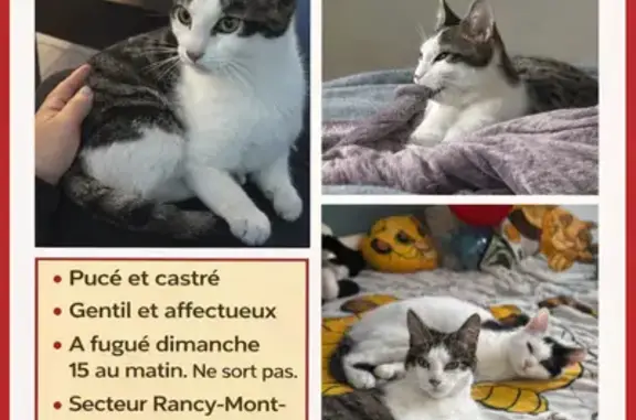 Chaton tigré blanc perdu à Bonneuil - photo