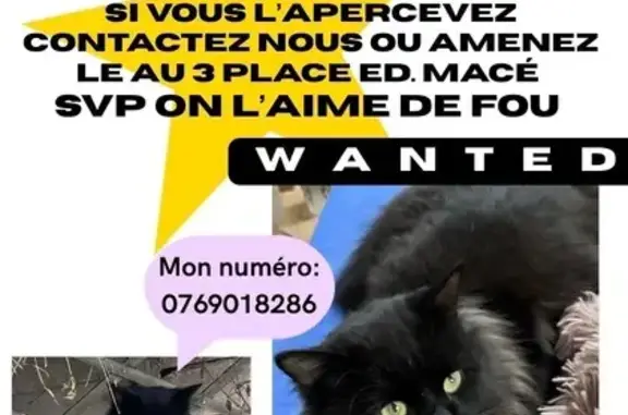 Chat disparu poil long tache blanche Rezé - photo