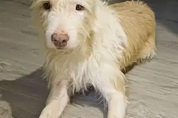 Perras Podenco Perdidas en Cabañeros