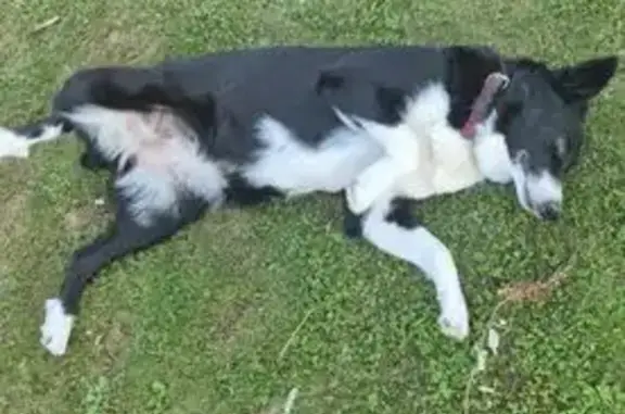 Chien noir et blanc perdu à Tournus - photo