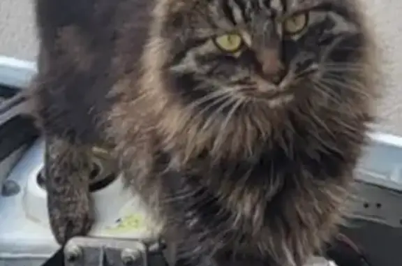 Animaux perdus Mer, photo: Chat Voltaire perdu à Mer, Impasse Catalpas