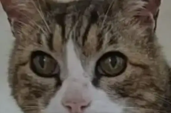 Pompon, chat sourd disparu à Mauguio - photo