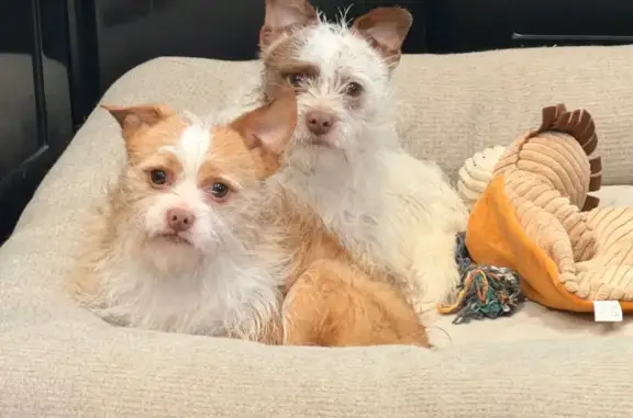 Found dog Dallas, photo: Urgent: 2 Male Terriers Need Home by Tues!