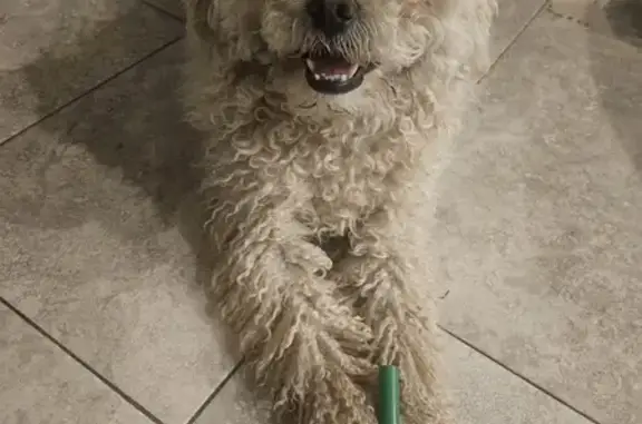 Lost Dog Alert: Pechera in Phoenix