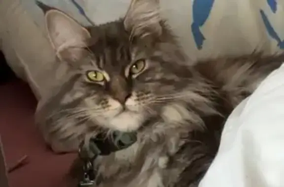Chat perdu, Lezoux, photo: Urgent : Maine Coon grise disparue à Lezoux