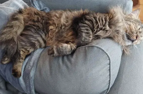 Chat perdu, Uzein, photo: Chat tigré poil long perdu à Uzein
