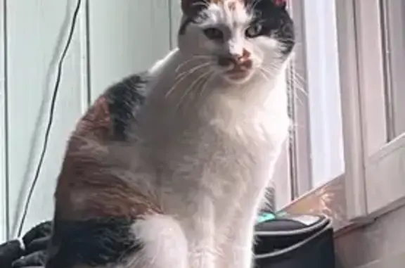 Chatte tricolore 13 ans perdue à La Bernerie - photo