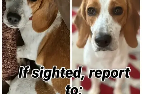 Help Find Skittish Dog Near County Rd 411