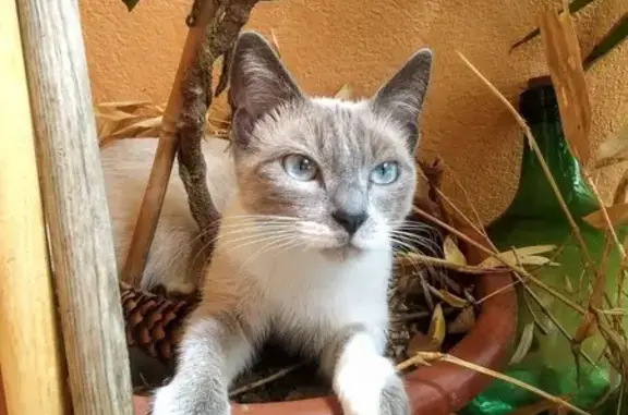 Animaux perdus Saint-Juéry, photo: Chat perdu, craintif, Rue du Bac