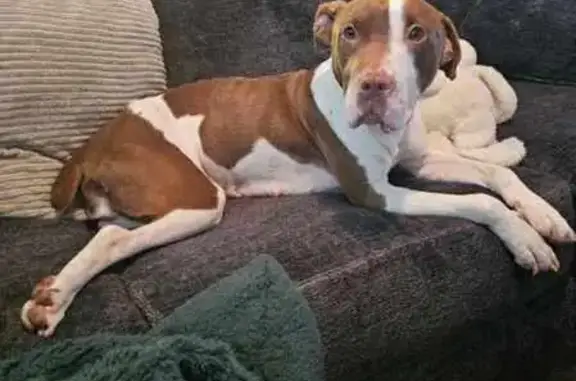 Timid Brown & White Dog Lost in Indy - photo