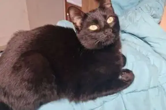 Animaux perdus Cléguer, photo: Chatte perdue à Cléguer, secteur Pont Scorff