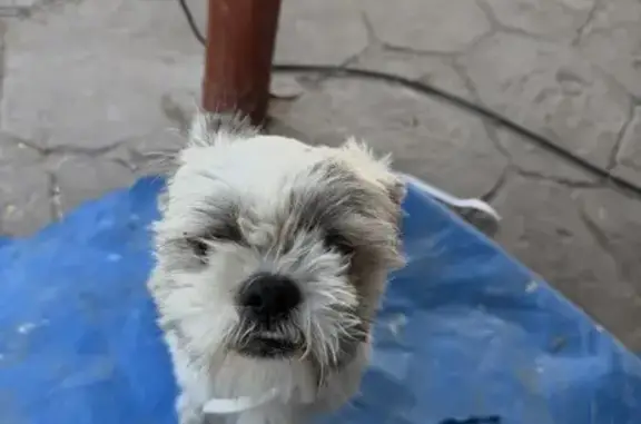 Missing dog Donna, photo: Lost Fluffy Tan Dog on Dedri Drive