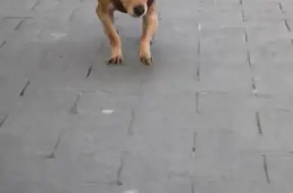 Chihuahua 9 ans perdu à Clermont-Ferrand - photo