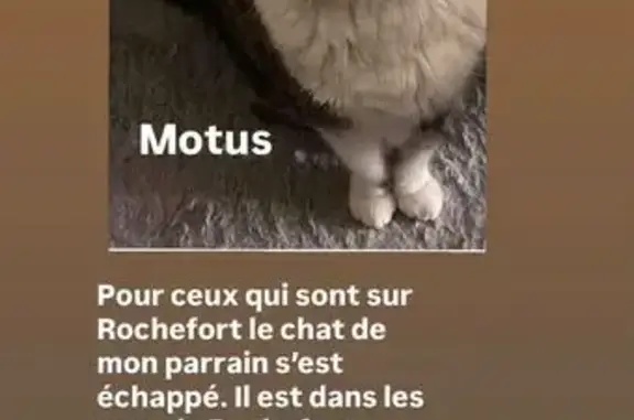 Animaux perdus Rochefort, photo: Chat perdu marron/blanc Rue Pierre Loti